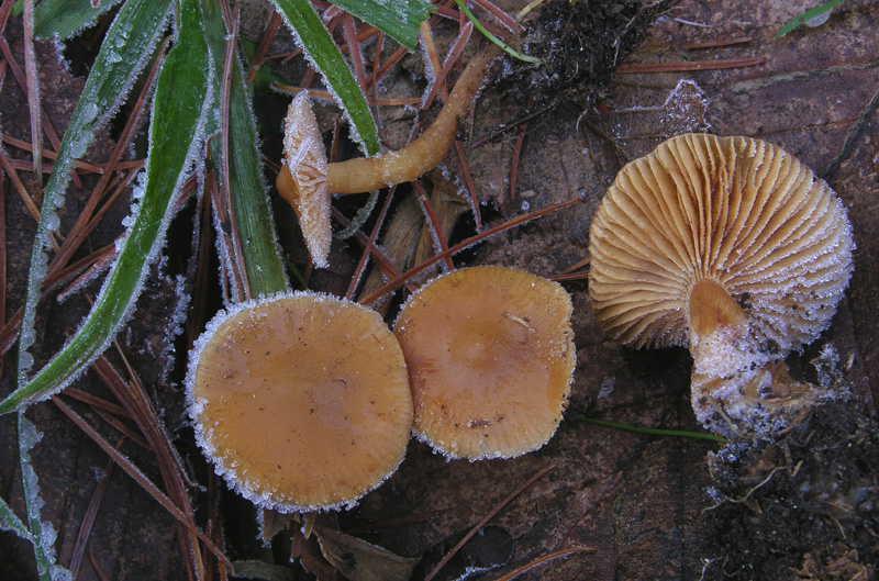 Galerina da determinare n31.